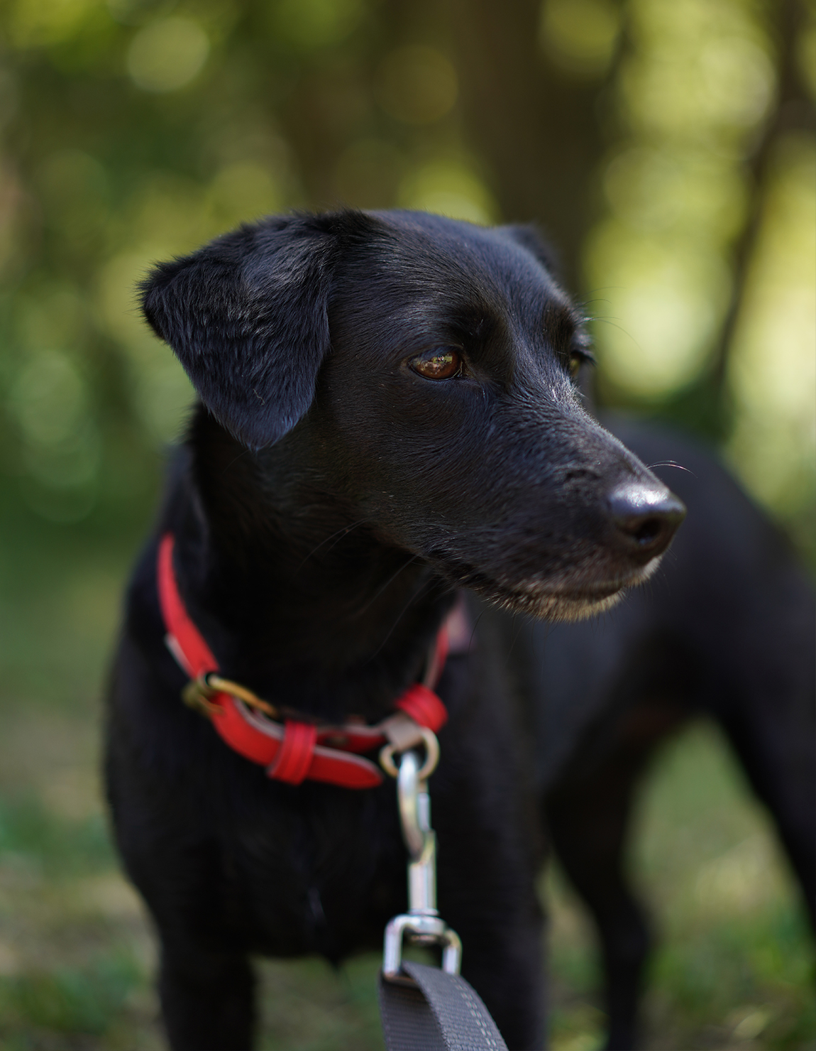 soruka-hundehalsband-bunt-recycling-leder-gr-s image 4